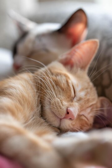 5 Easy Tips To Fall Asleep Faster