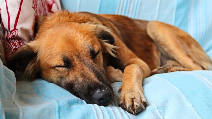4 Reasons Why Your Dog Sleeps In Bagel Position According To A Trainer