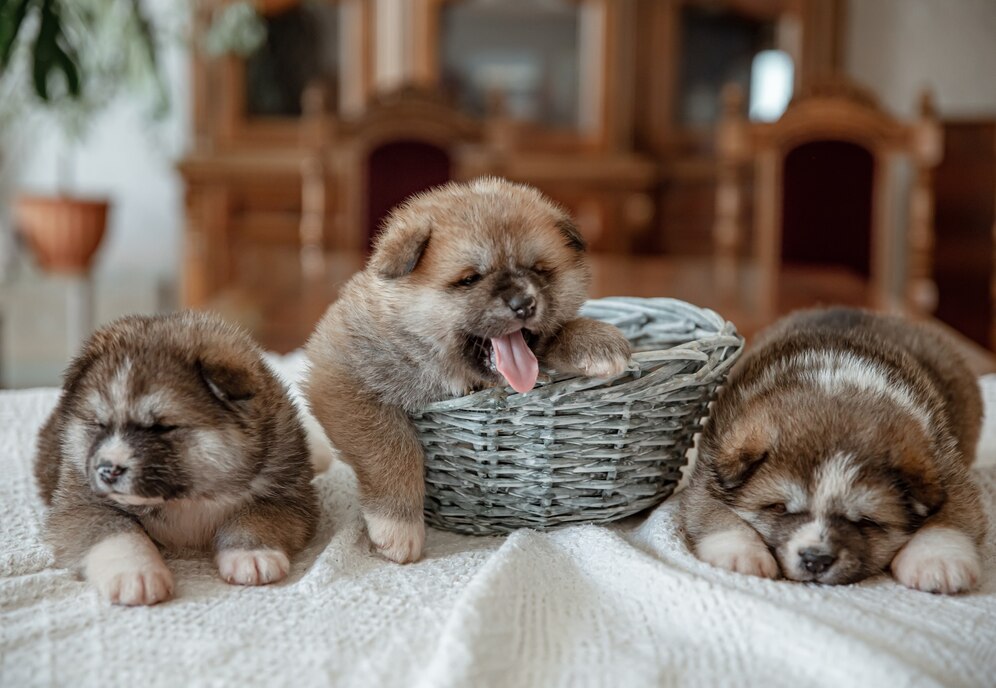 Sleep Issues In Pets With Joint Problems How Much Rest A Canine Needs