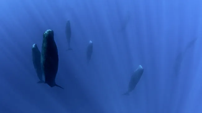 How Do Marine Mammals Sleep Underwater