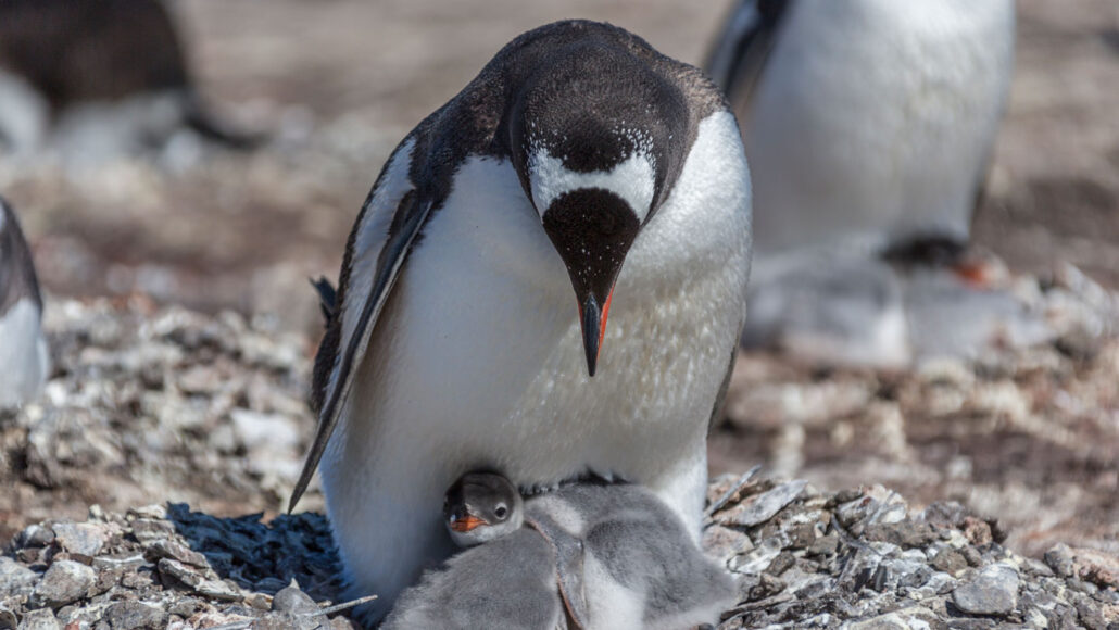 Let Learn About Animals Bizarre Sleep Schedules