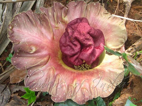 The Suran Flower ( sleeping plant)