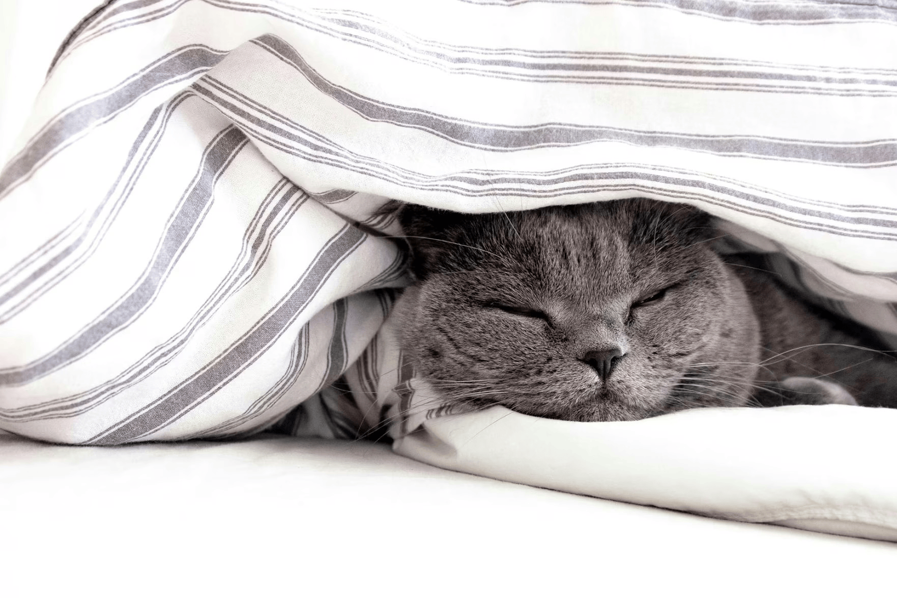 Do Not Wake Me Up Is It Okay To Catch Up On Lost Sleep Over The Holidays