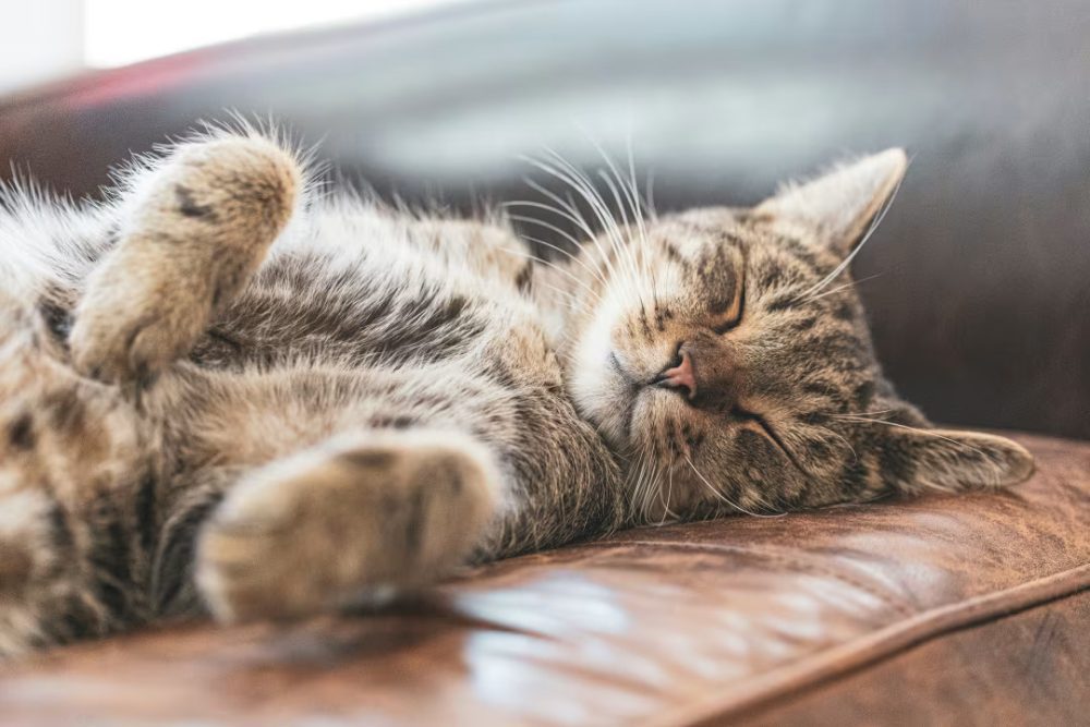 Cat Totally Odd Choice Of Sleeping Position Is Cracking People Up