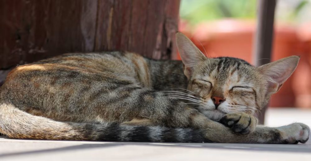 Cat Adorably Holds Her Own Tail When She Curls Up To Go To Sleep
